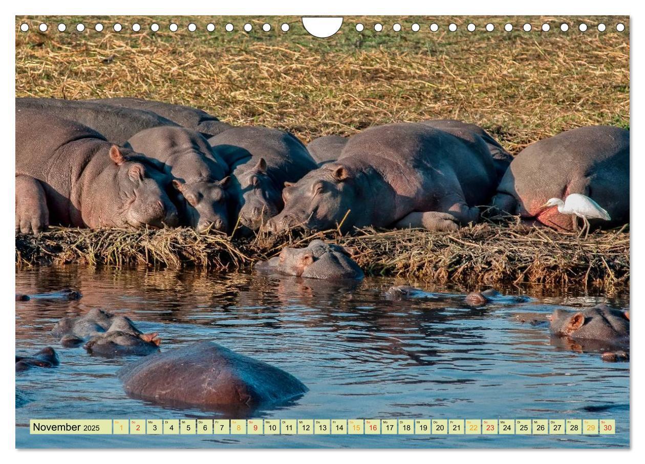 Bild: 9783435470976 | Flusspferde - gemütlich gefährlich (Wandkalender 2025 DIN A4 quer),...