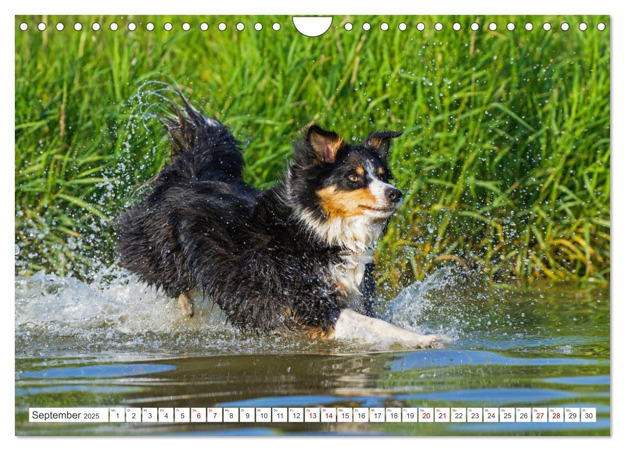 Bild: 9783457157749 | Border Collie - Das Universalgenie unter den Hunden (Wandkalender...