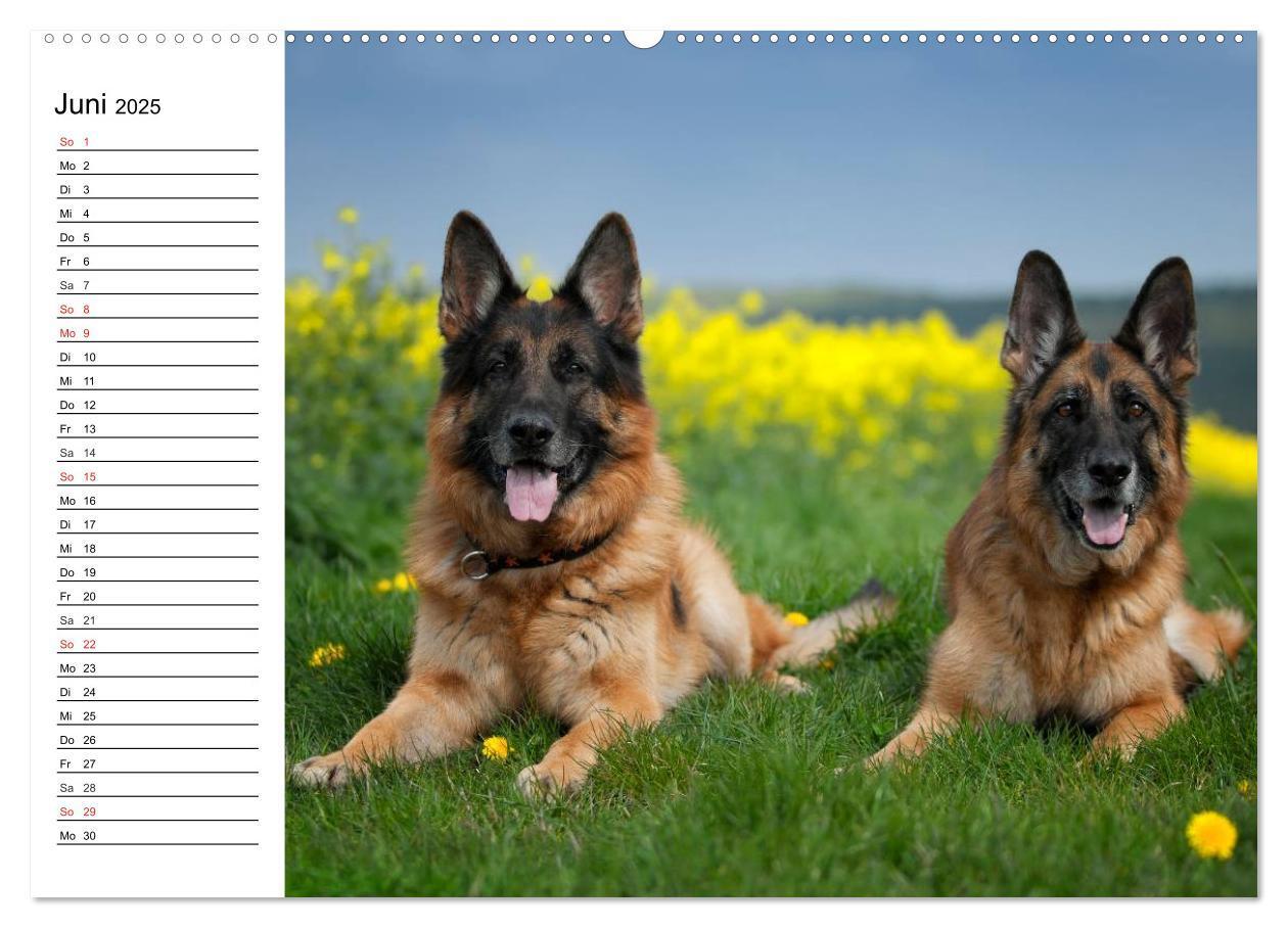 Bild: 9783435473465 | Deutsche Schäferhunde - Liebenswerte Graunasen (Wandkalender 2025...