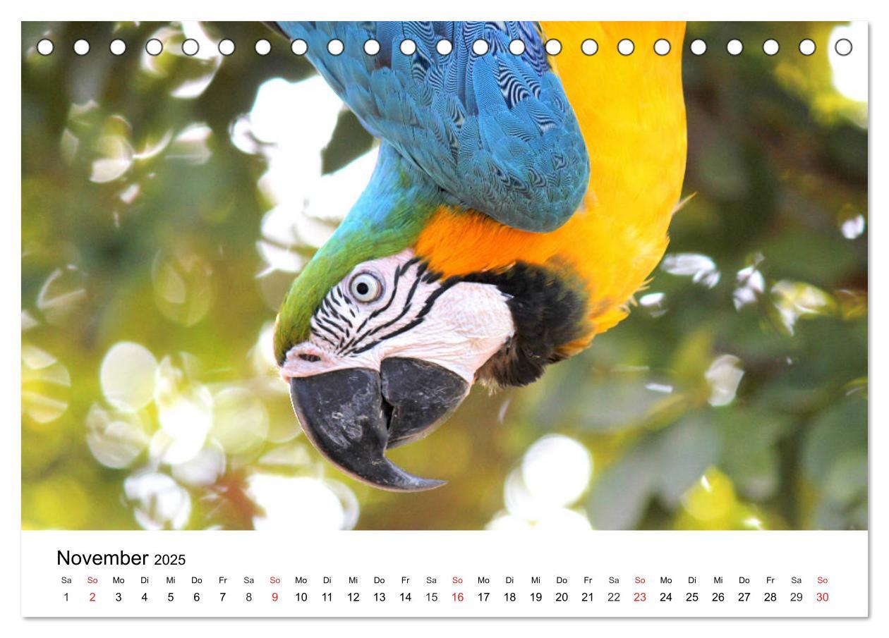 Bild: 9783435186556 | Papageien. Knallbunte Aras und Co. (Tischkalender 2025 DIN A5...