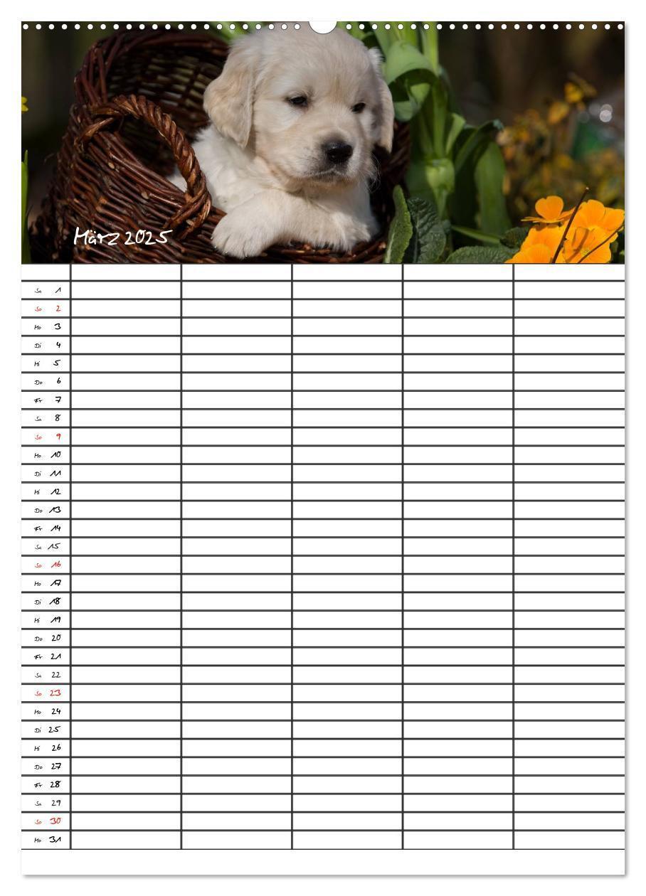 Bild: 9783457087718 | Familienplaner: Golden Retriever Welpen (Wandkalender 2025 DIN A2...