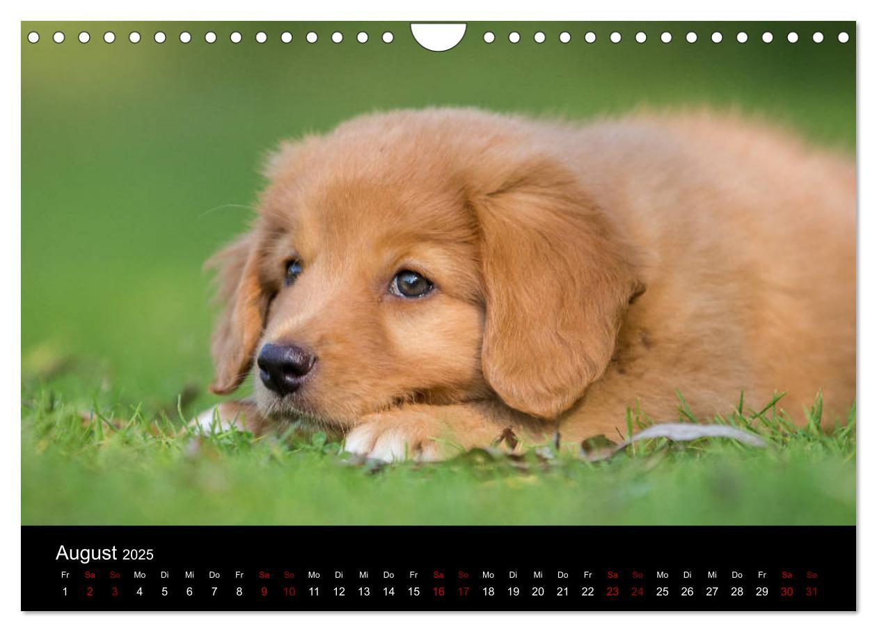 Bild: 9783435392919 | Toller - Nova Scotia Duck Tolling Retriever (Wandkalender 2025 DIN...