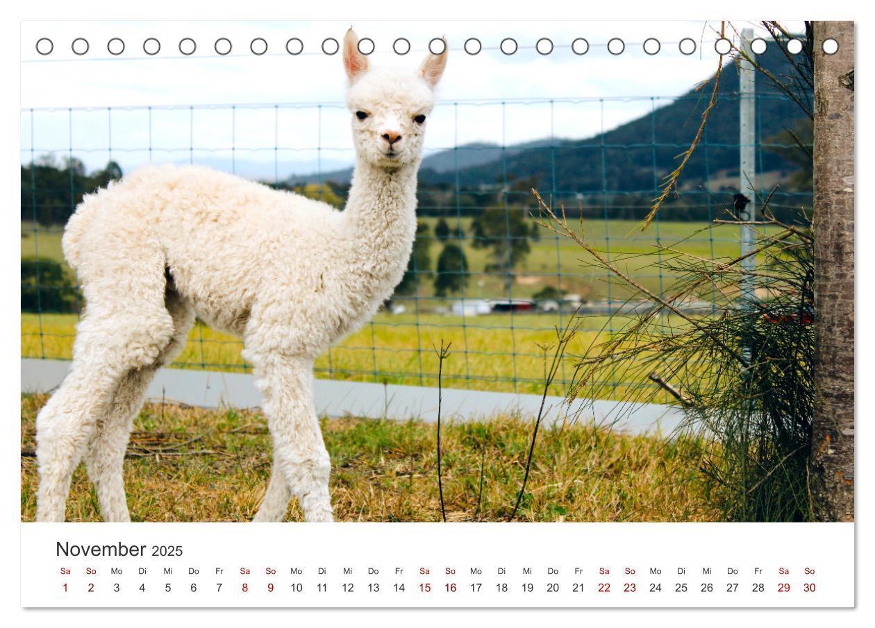 Bild: 9783435002566 | Lamas und Alpakas - Die weichen Neuweltkamele. (Tischkalender 2025...