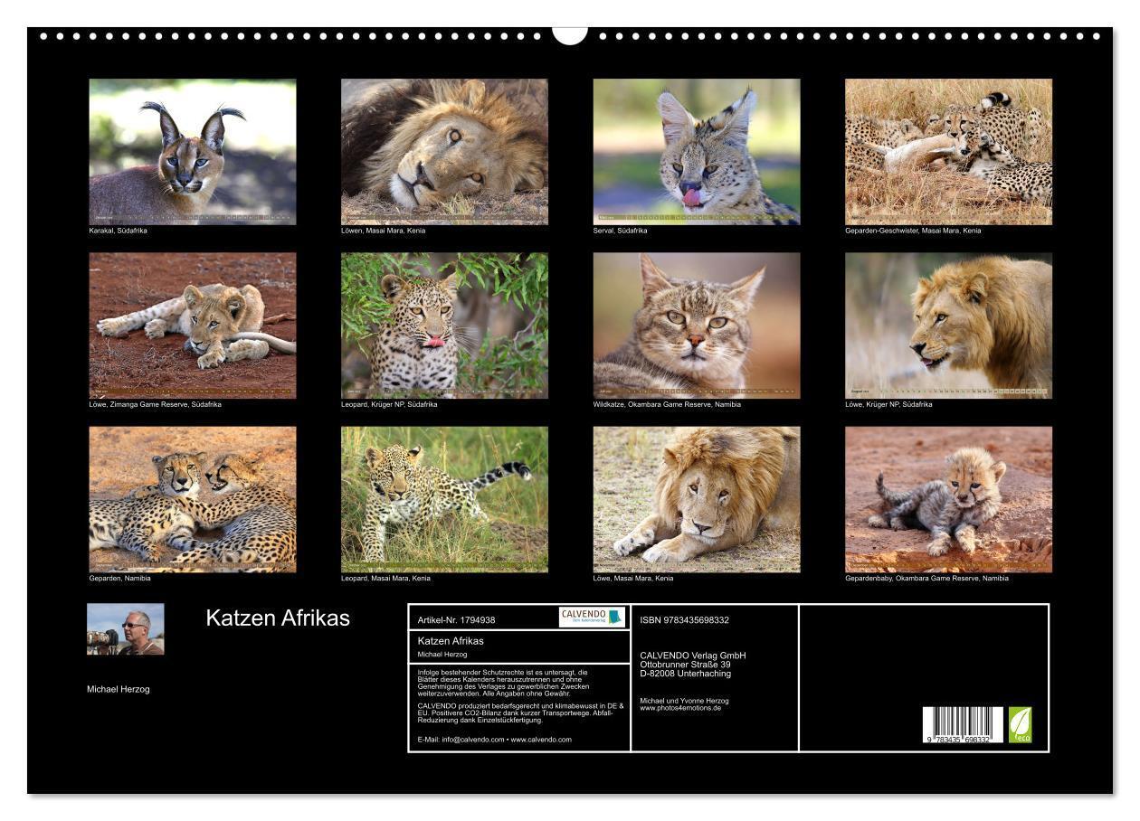 Bild: 9783435698332 | Katzen Afrikas (Wandkalender 2025 DIN A2 quer), CALVENDO...