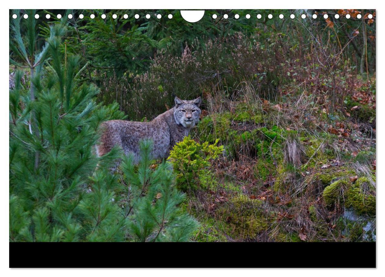 Bild: 9783435736645 | Der Luchs (Wandkalender 2025 DIN A4 quer), CALVENDO Monatskalender