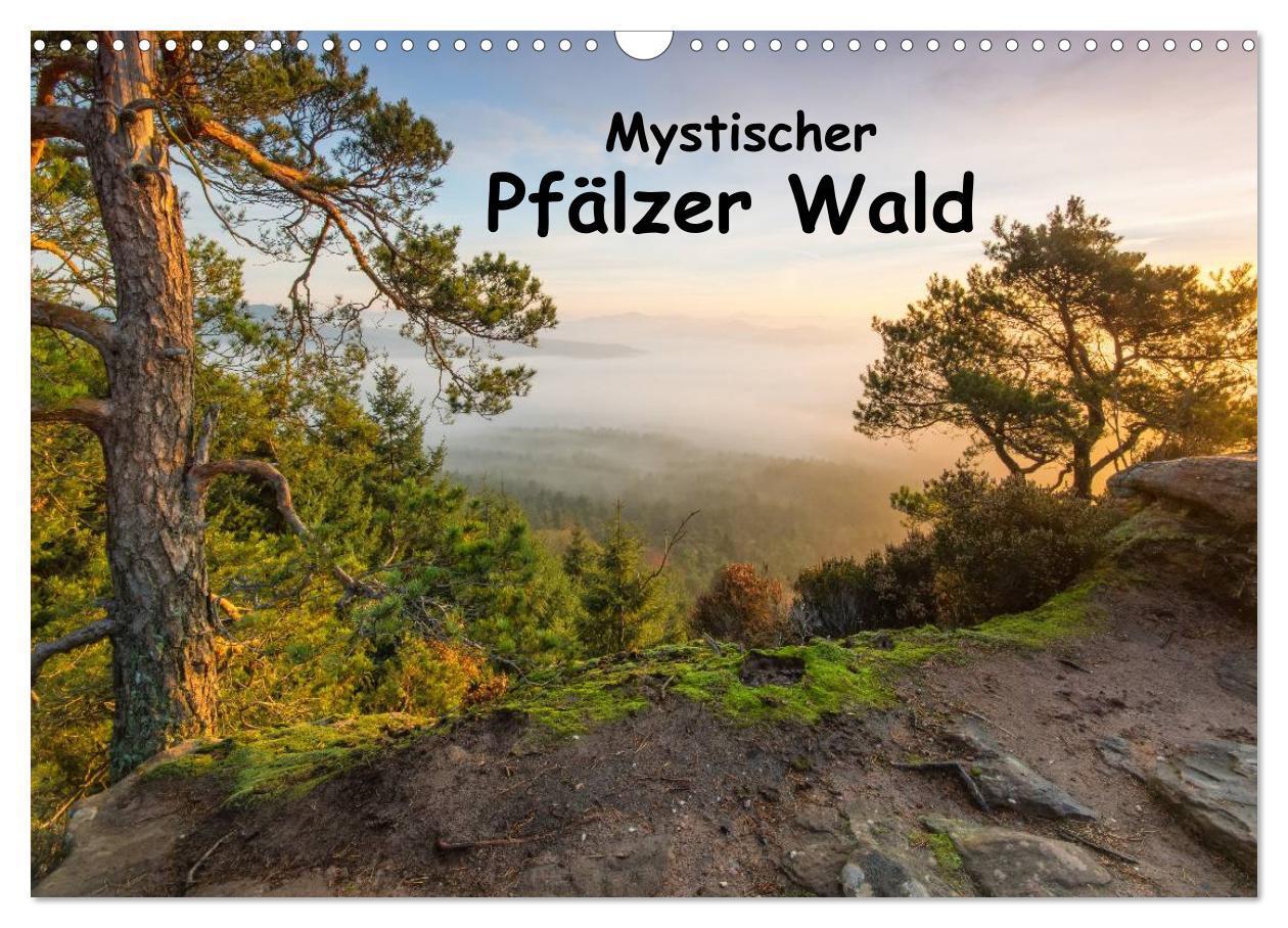 Cover: 9783435592432 | Mystischer Pfälzer Wald (Wandkalender 2025 DIN A3 quer), CALVENDO...