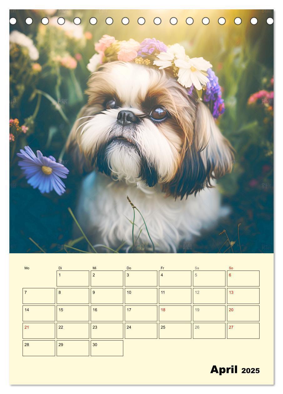 Bild: 9783435874514 | Shih Tzu Alarm. Glückliche Wuschelköpfe (Tischkalender 2025 DIN A5...