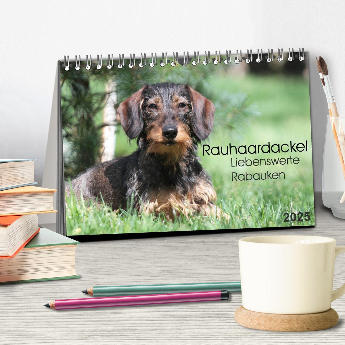 Bild: 9783435784905 | Liebenswerte Rabauken - Rauhaardackel (Tischkalender 2025 DIN A5...