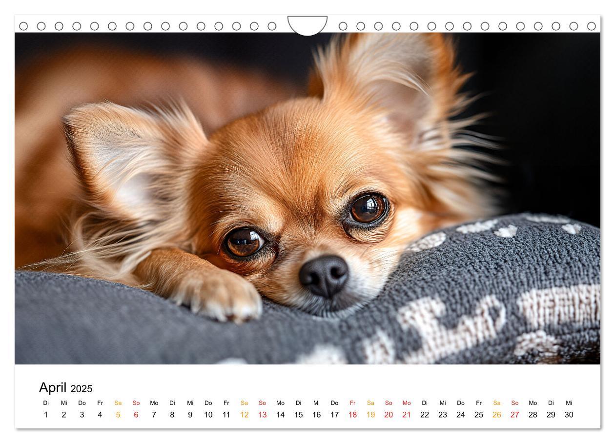 Bild: 9783457236932 | Chihuahua - kleine Energiebündel (Wandkalender 2025 DIN A4 quer),...