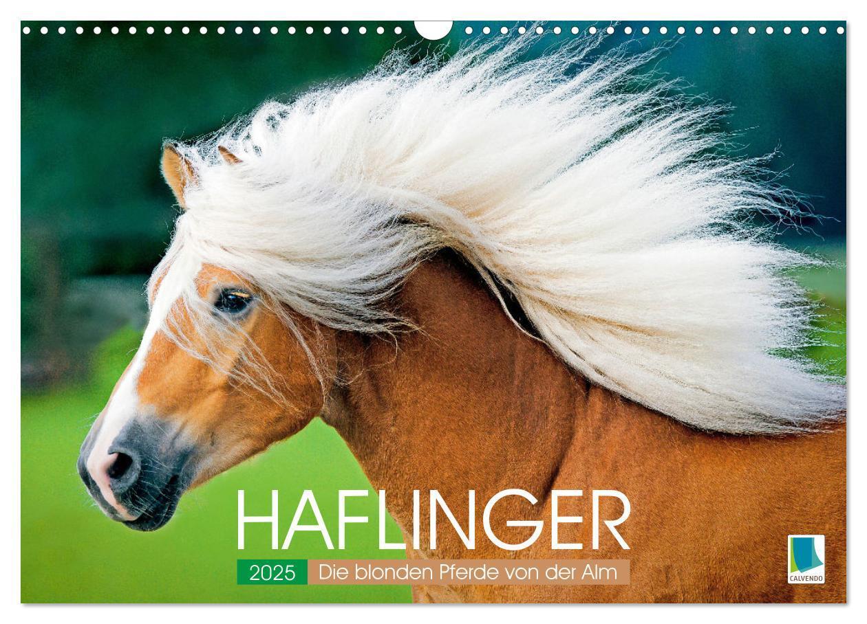 Cover: 9783457184998 | Haflinger: Die blonden Pferde von der Alm (Wandkalender 2025 DIN A3...