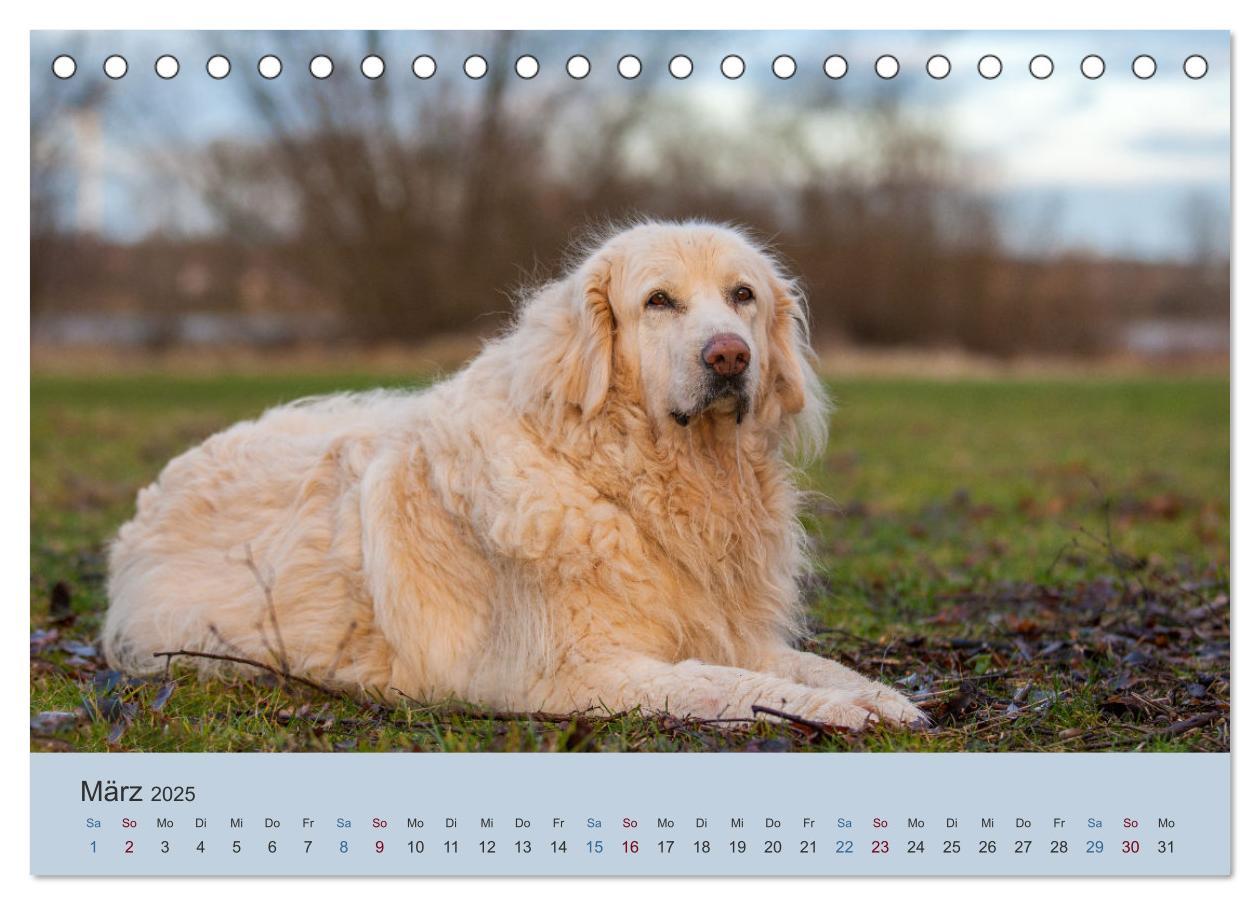 Bild: 9783435045419 | Kaukasischer Owtscharka (Tischkalender 2025 DIN A5 quer), CALVENDO...