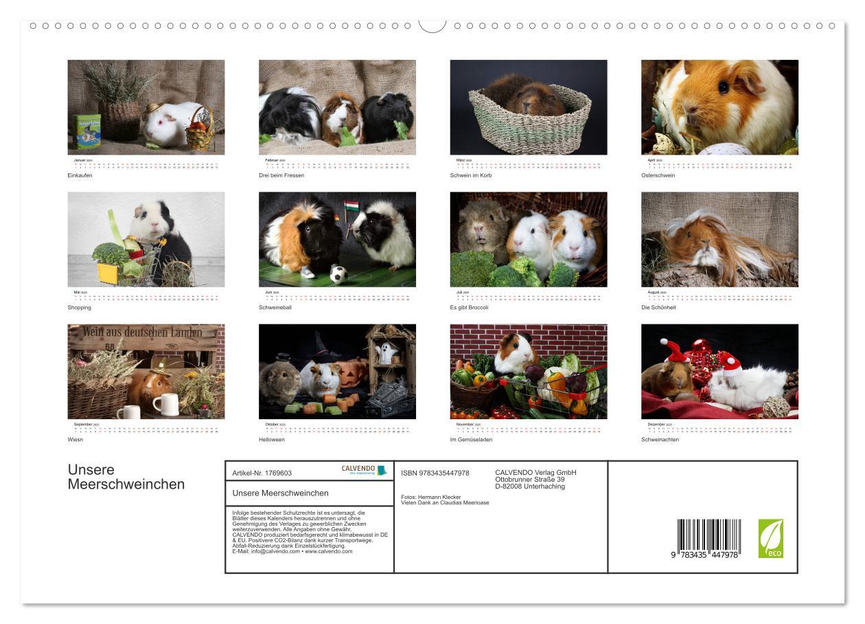 Bild: 9783435447978 | Unsere Meerschweinchen (Wandkalender 2025 DIN A2 quer), CALVENDO...