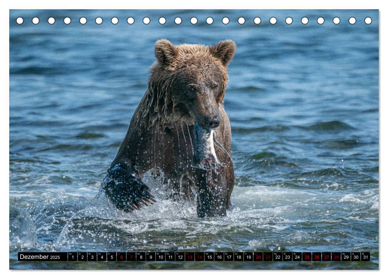 Bild: 9783435186570 | Grizzlybären im Katmai Nationalpark Alaska (Tischkalender 2025 DIN...