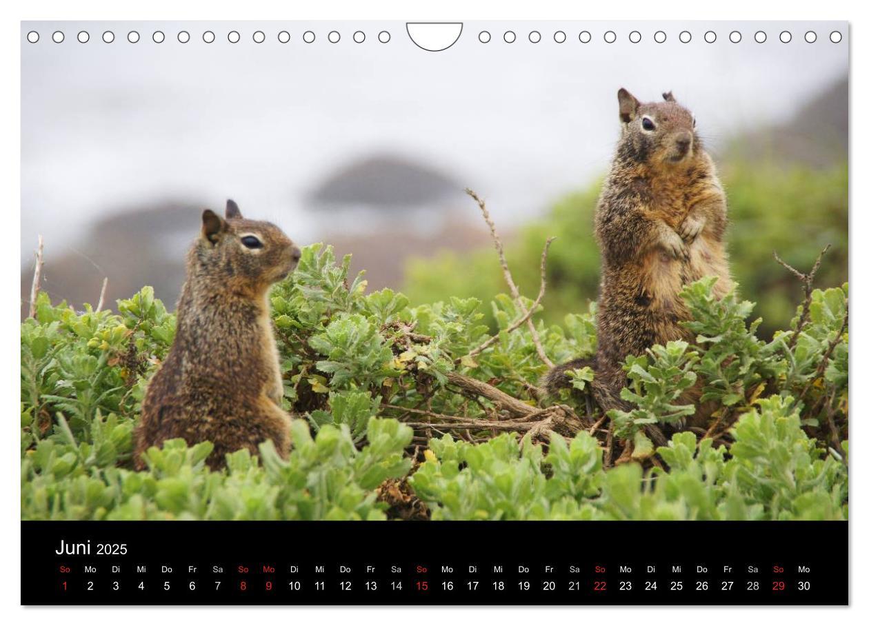 Bild: 9783435824915 | Monterey California (Wandkalender 2025 DIN A4 quer), CALVENDO...