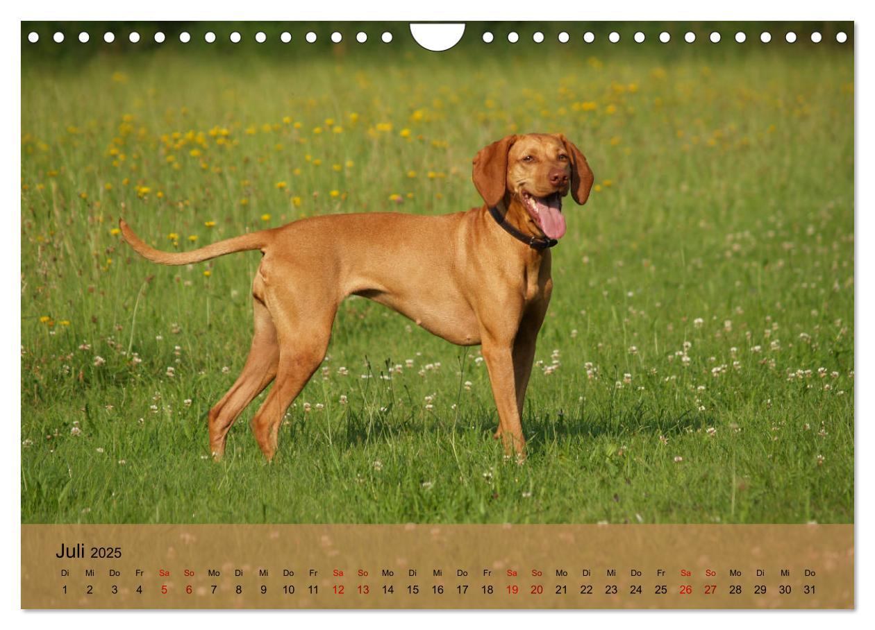 Bild: 9783435307920 | Magyar Vizsla - Ungarischer Vorstehhund (Wandkalender 2025 DIN A4...