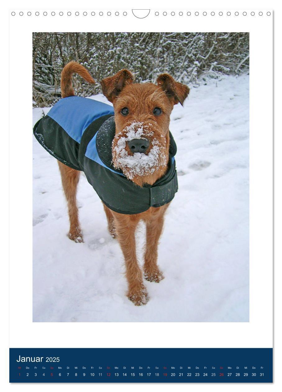 Bild: 9783435950768 | Kelly - Ein Irish Terrier macht Urlaub (Wandkalender 2025 DIN A3...