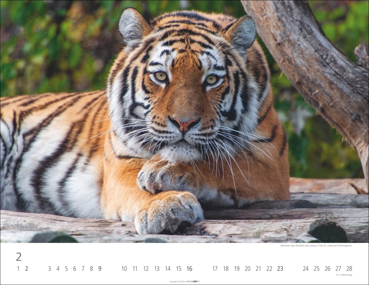 Bild: 9783839900413 | Tiger Kalender 2025 | Kalender | Spiralbindung | 14 S. | Deutsch