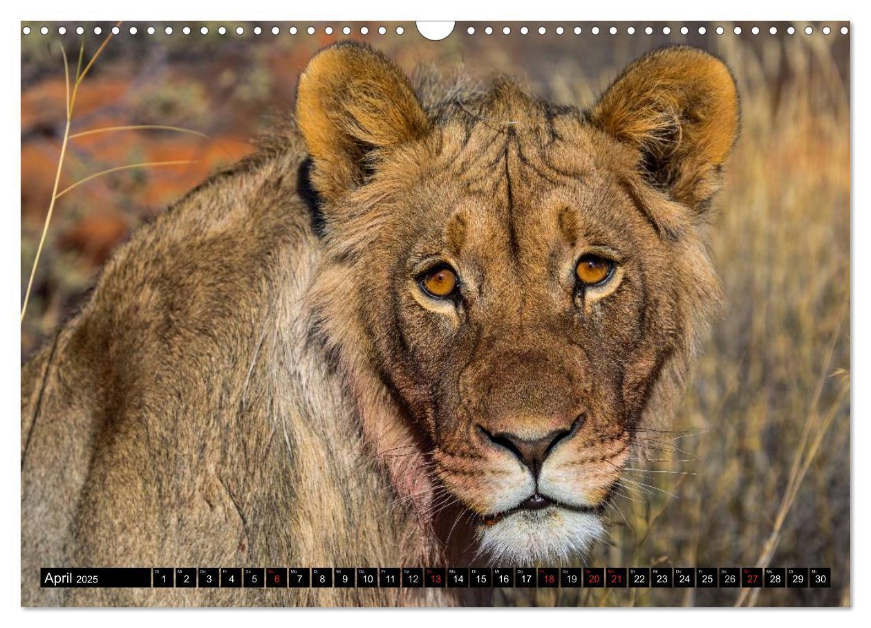 Bild: 9783435590605 | Safari durch das Südliche Afrika (Wandkalender 2025 DIN A3 quer),...