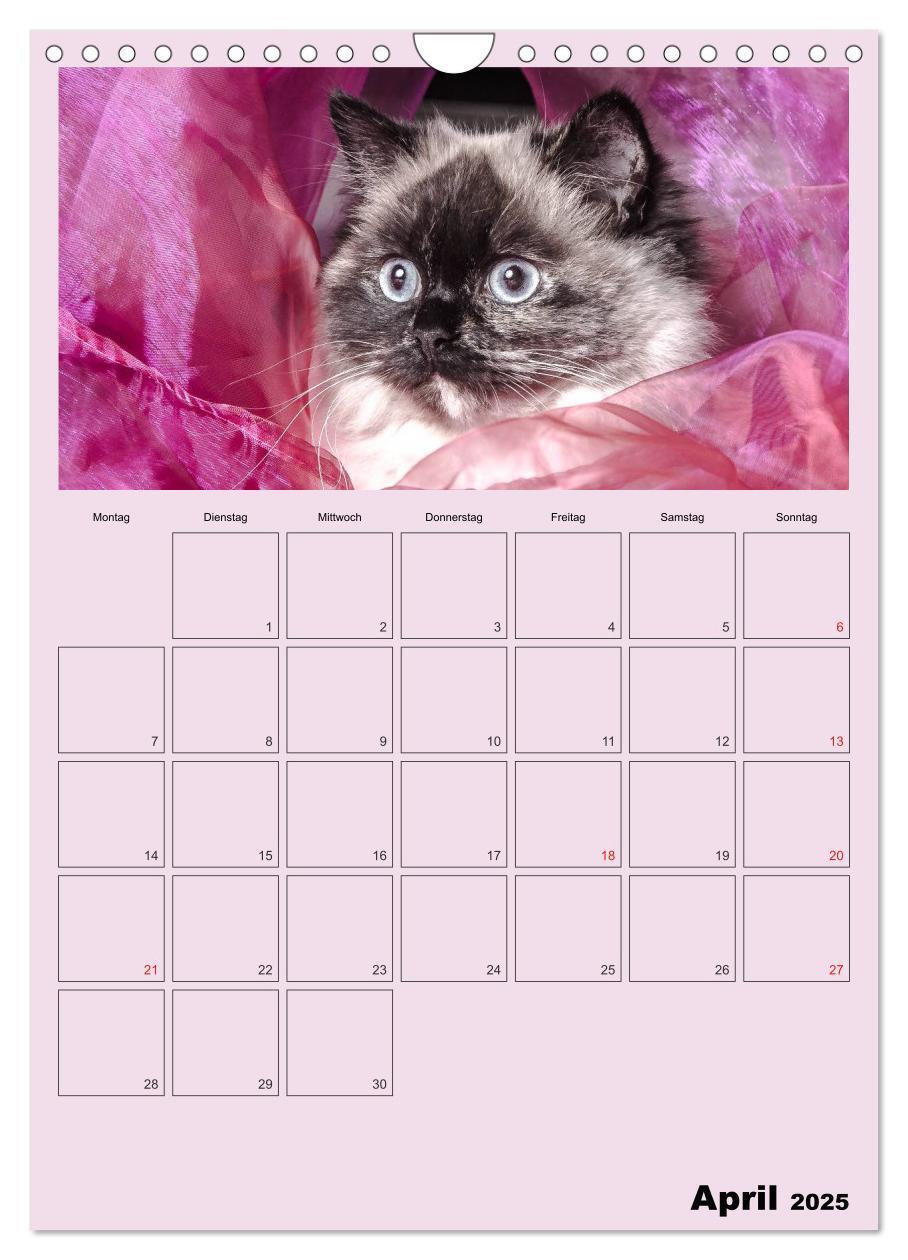 Bild: 9783457060391 | Mit Katzen durchs Jahr / Planer (Wandkalender 2025 DIN A4 hoch),...