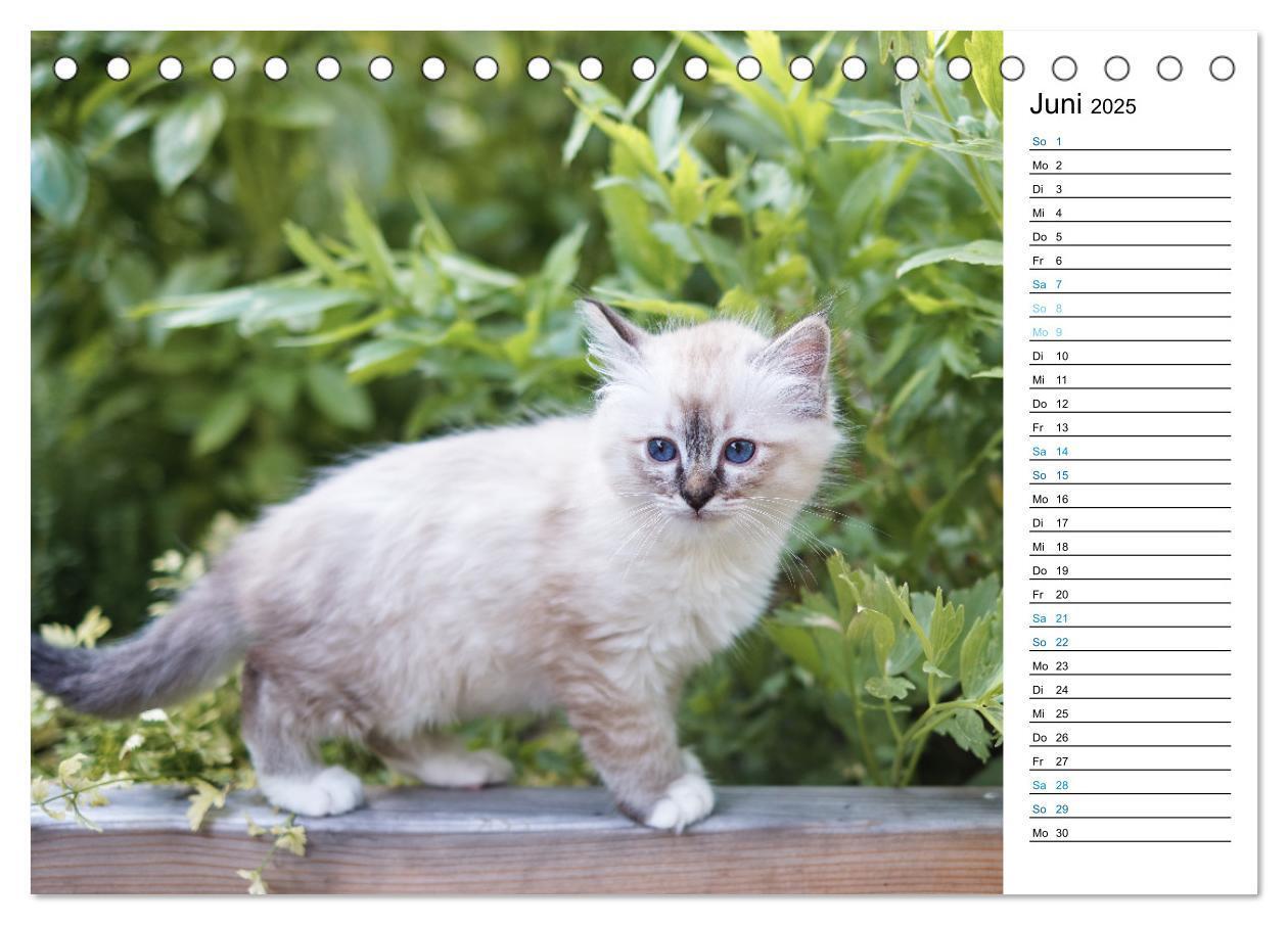 Bild: 9783383959745 | Heilige Birma Kitten mit Planer (Tischkalender 2025 DIN A5 quer),...