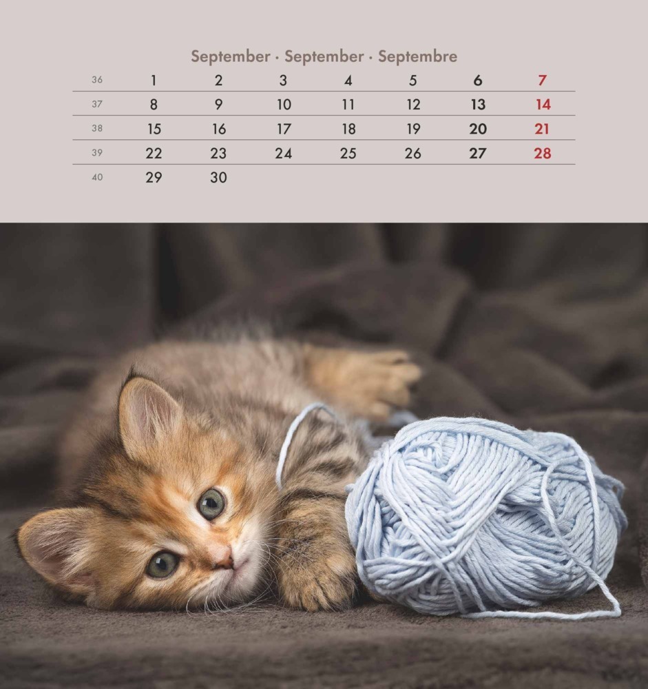 Bild: 4251732342296 | Alpha Edition - Schmusekatzen 2025 Postkartenkalender, 16x17cm,...