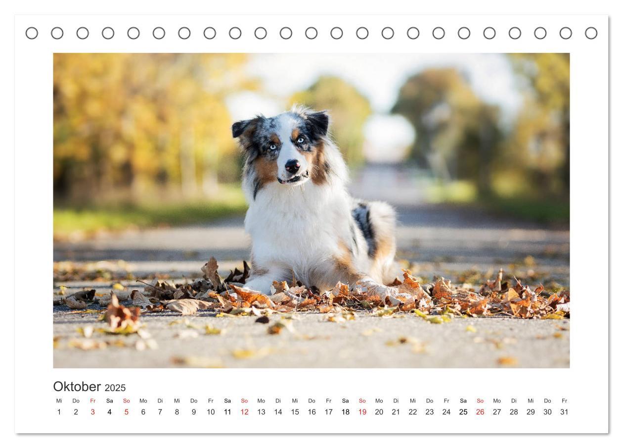 Bild: 9783435179954 | Herzensaussies - Australian Shepherd (Tischkalender 2025 DIN A5...