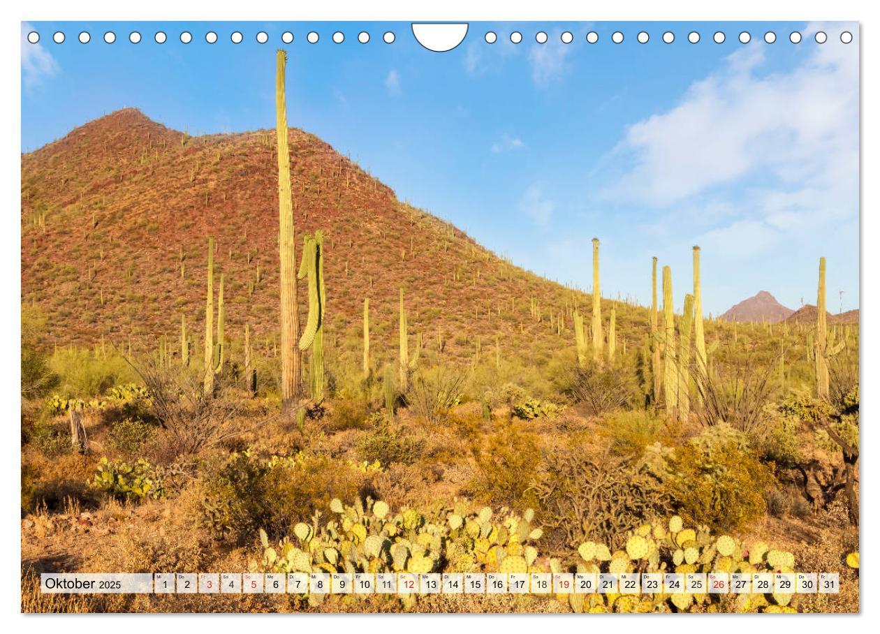 Bild: 9783435203079 | SAGUARO NATIONAL PARK Heimat des Saguaro-Kaktus (Wandkalender 2025...