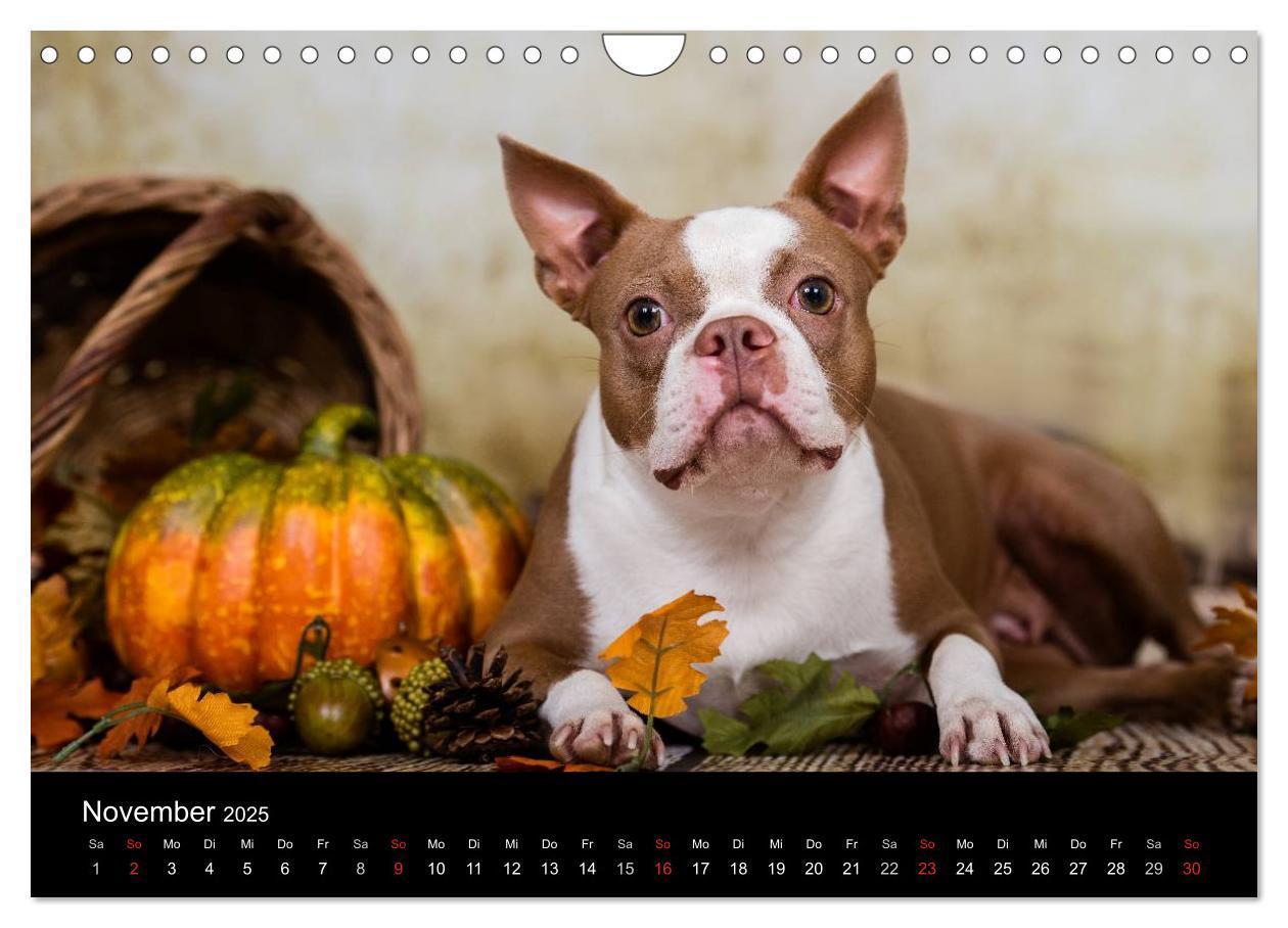 Bild: 9783435614318 | Colored Boston Terrier 2025 (Wandkalender 2025 DIN A4 quer),...