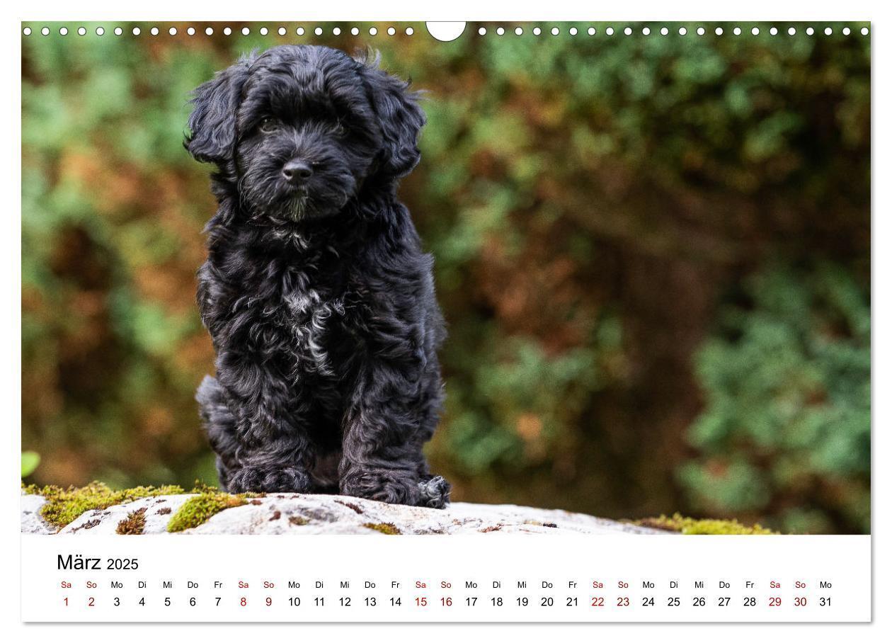 Bild: 9783435038053 | Maltipoo Welpen (Wandkalender 2025 DIN A3 quer), CALVENDO...