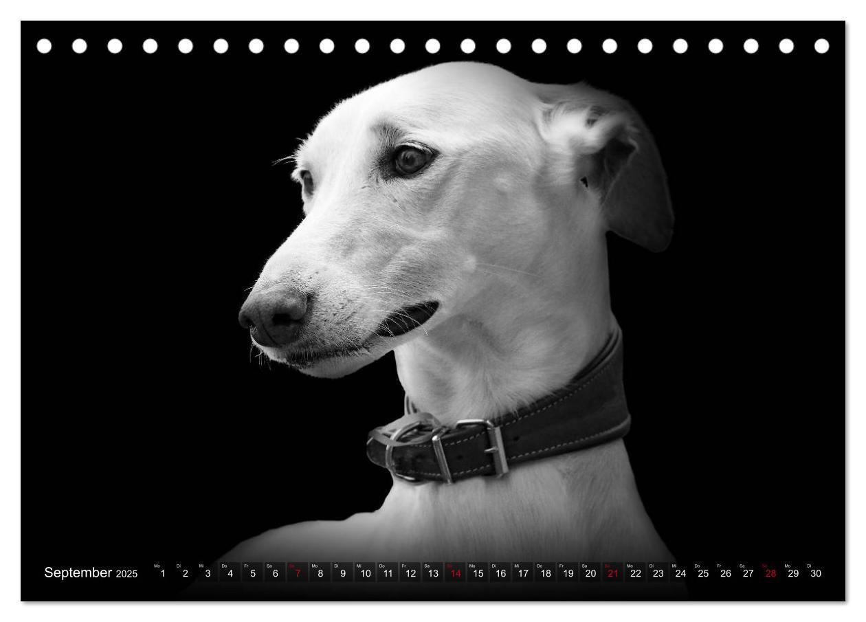 Bild: 9783383824036 | Galgo Español - der spanische Windhund 2025 (Tischkalender 2025 DIN...