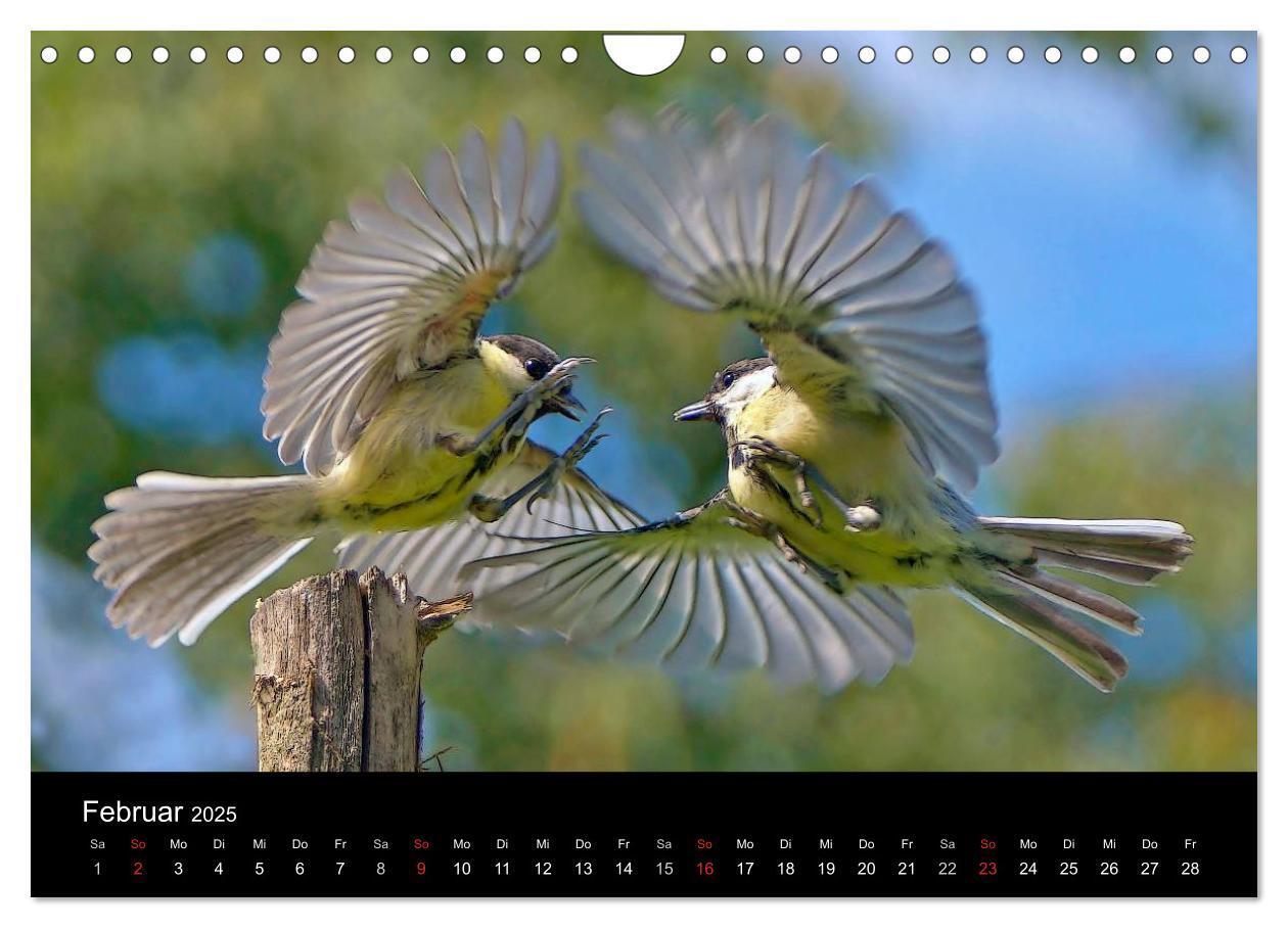 Bild: 9783435626670 | Singvögel in Deutschland (Wandkalender 2025 DIN A4 quer), CALVENDO...