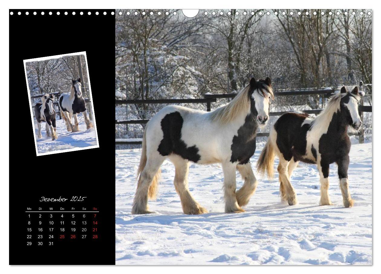 Bild: 9783435747764 | Irish Tinker (Wandkalender 2025 DIN A3 quer), CALVENDO Monatskalender