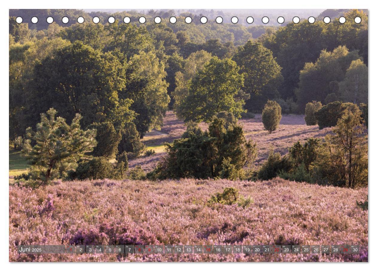 Bild: 9783383853005 | Die Lüneburger Heide - In voller Blüte (Tischkalender 2025 DIN A5...