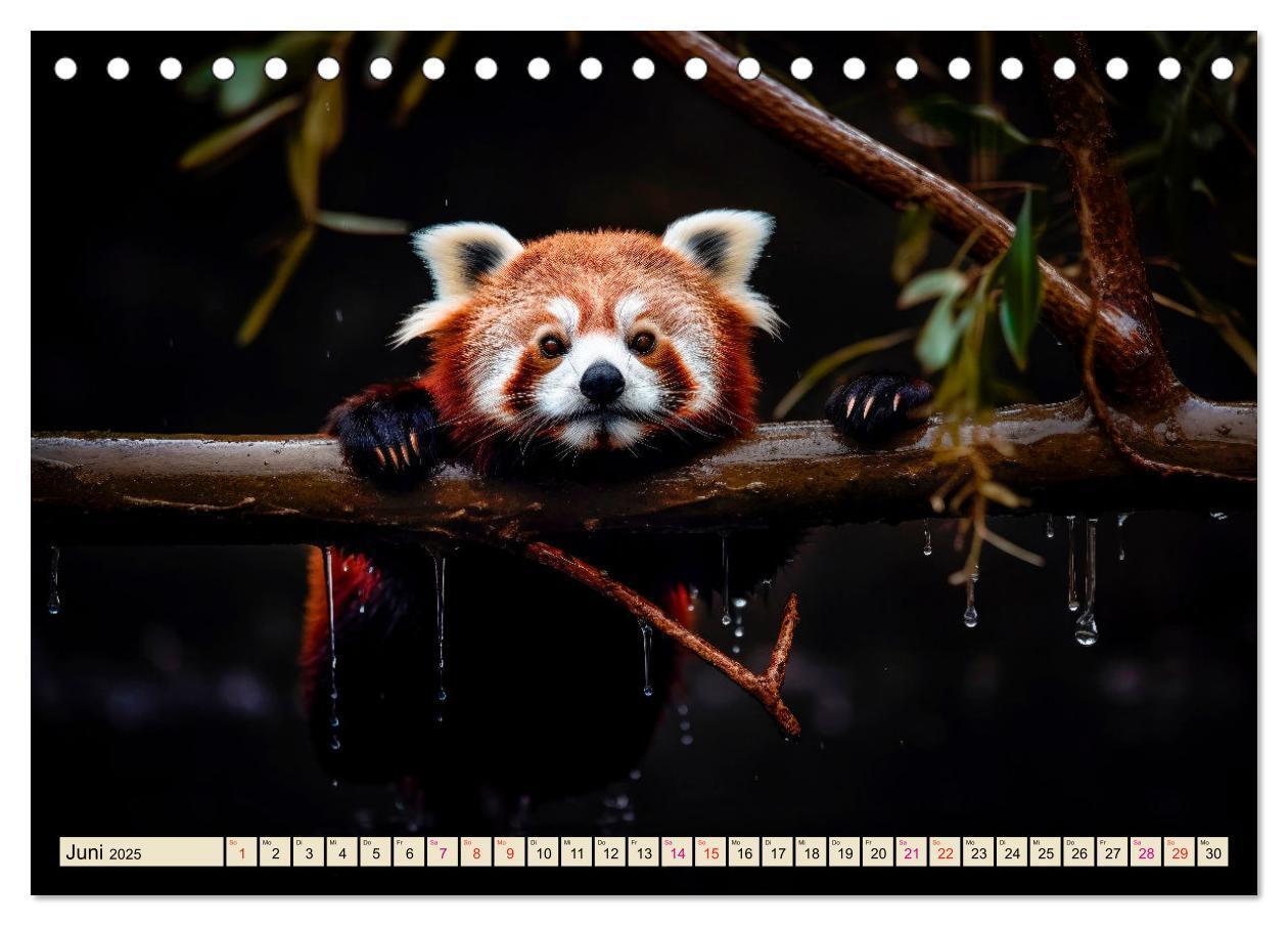 Bild: 9783383905902 | Roter Panda - gefährdeter Katzenbär (Tischkalender 2025 DIN A5...