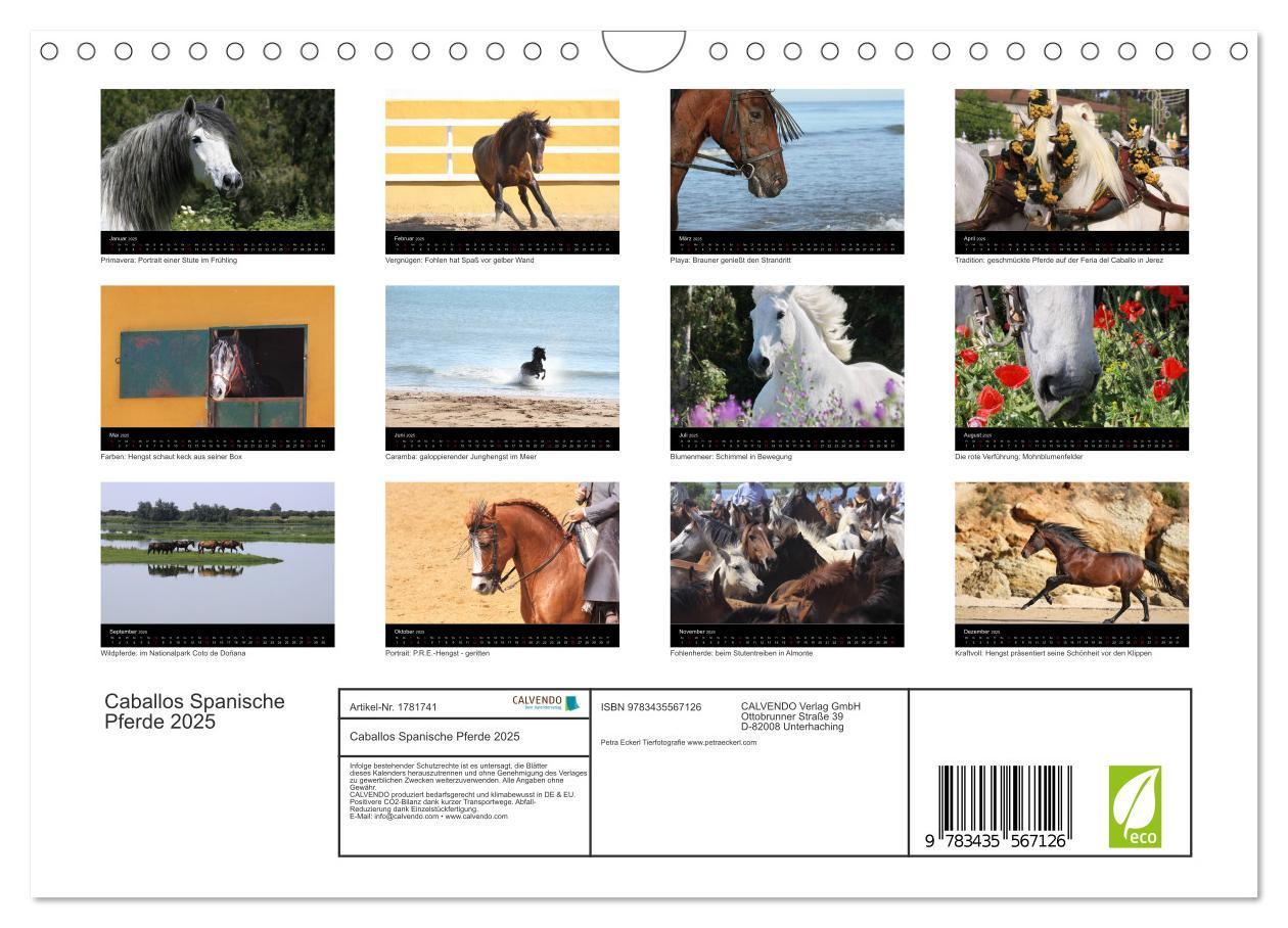 Bild: 9783435567126 | Caballos Spanische Pferde 2025 (Wandkalender 2025 DIN A4 quer),...