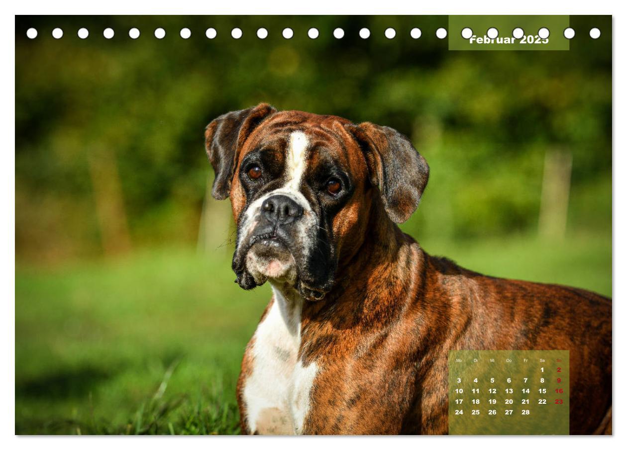 Bild: 9783435178575 | Einmal Boxer - immer Boxer (Tischkalender 2025 DIN A5 quer),...