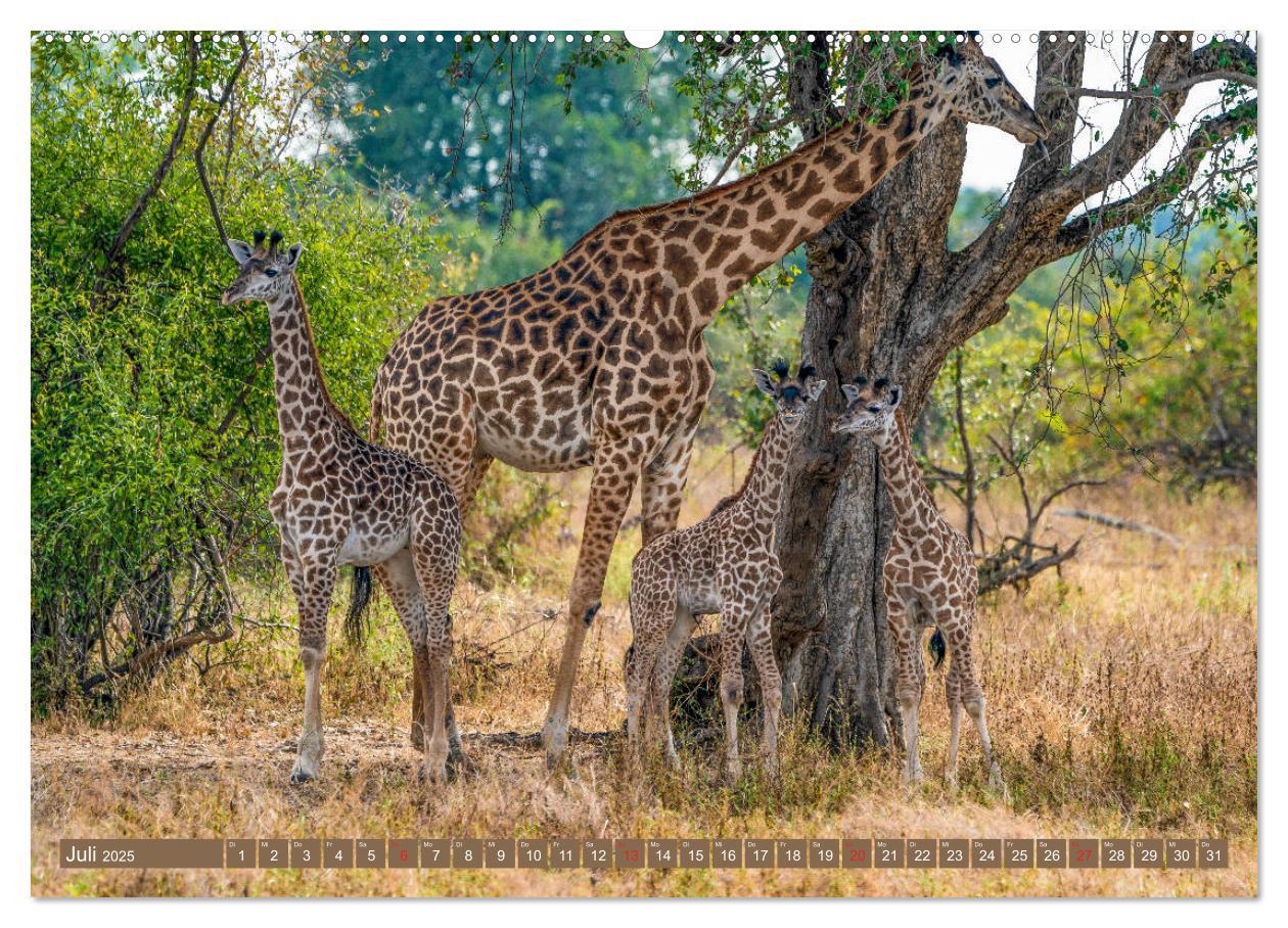 Bild: 9783435312757 | Wildlife Sambia (Wandkalender 2025 DIN A2 quer), CALVENDO...