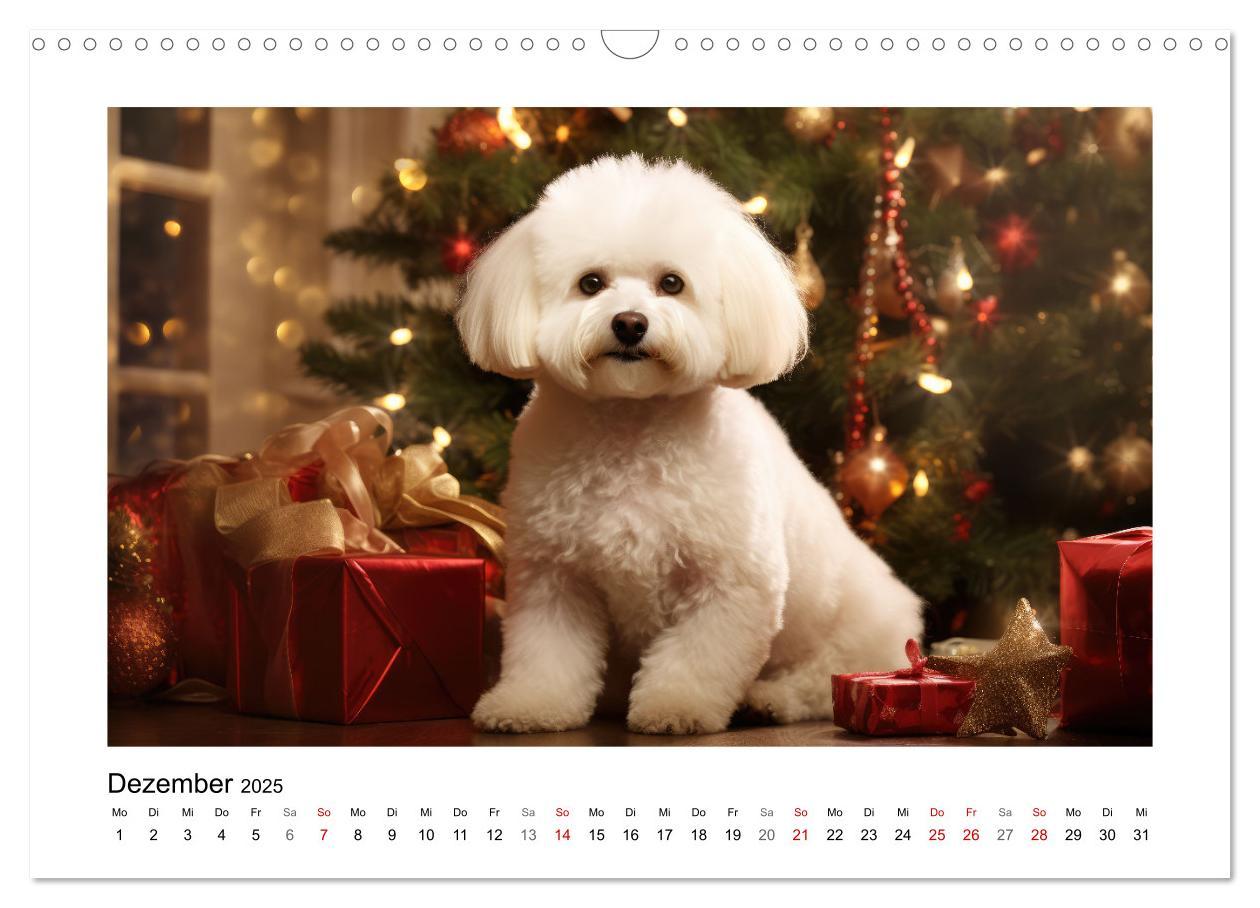 Bild: 9783383843716 | Bichon frisé, weiße Hündchen mit lockigem Haar (Wandkalender 2025...