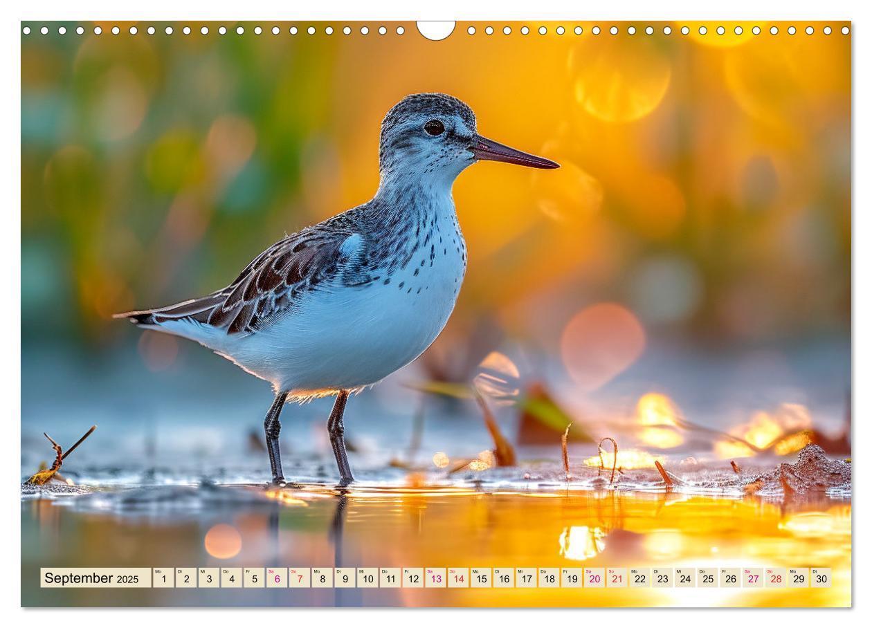 Bild: 9783383768385 | Strandläufer - immer flink unterwegs (Wandkalender 2025 DIN A3...