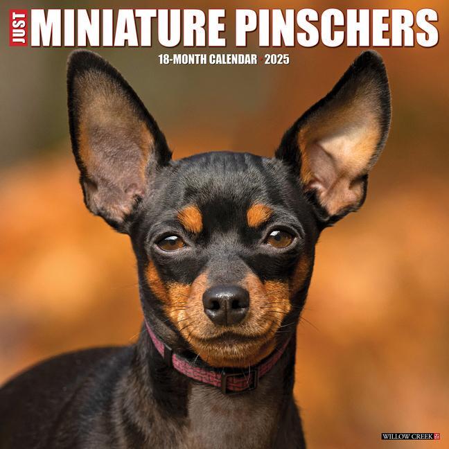 Cover: 9781549243929 | Just Miniature Pinschers 2025 12 X 12 Wall Calendar | Press | Kalender