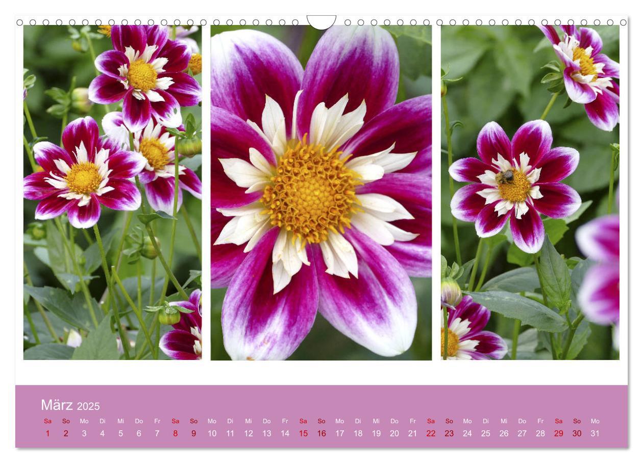 Bild: 9783435376247 | Dahlien-Triplets (Wandkalender 2025 DIN A3 quer), CALVENDO...