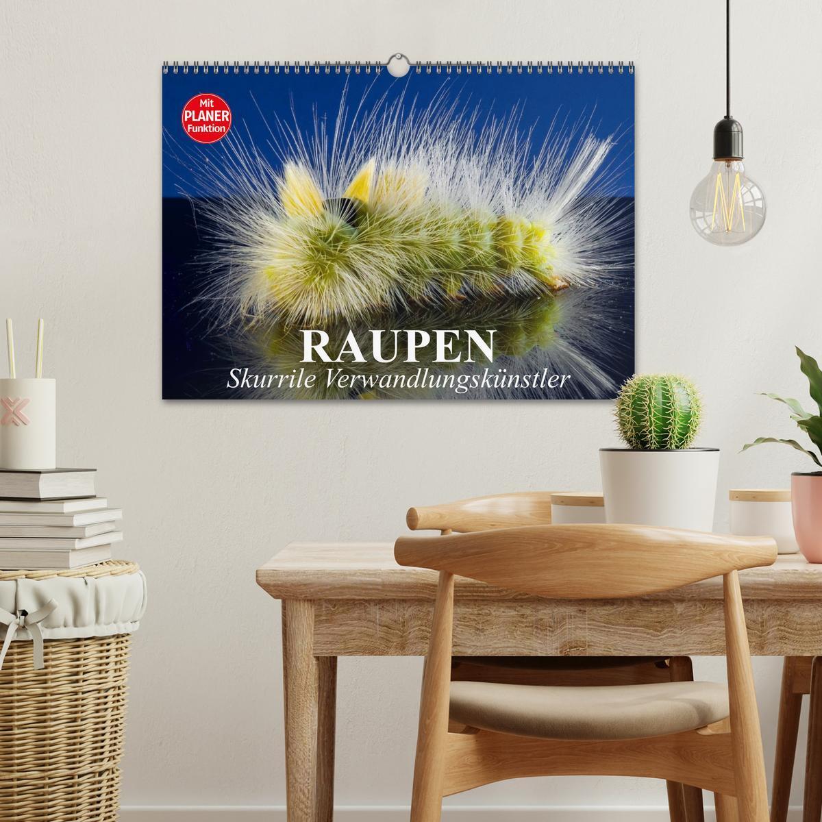 Bild: 9783435529070 | Raupen. Skurrile Verwandlungskünstler (Wandkalender 2025 DIN A3...