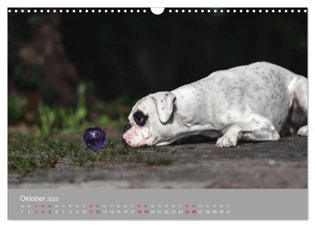 Bild: 9783383856235 | Fantastische Boxer - Sieger der Herzen (Wandkalender 2025 DIN A3...