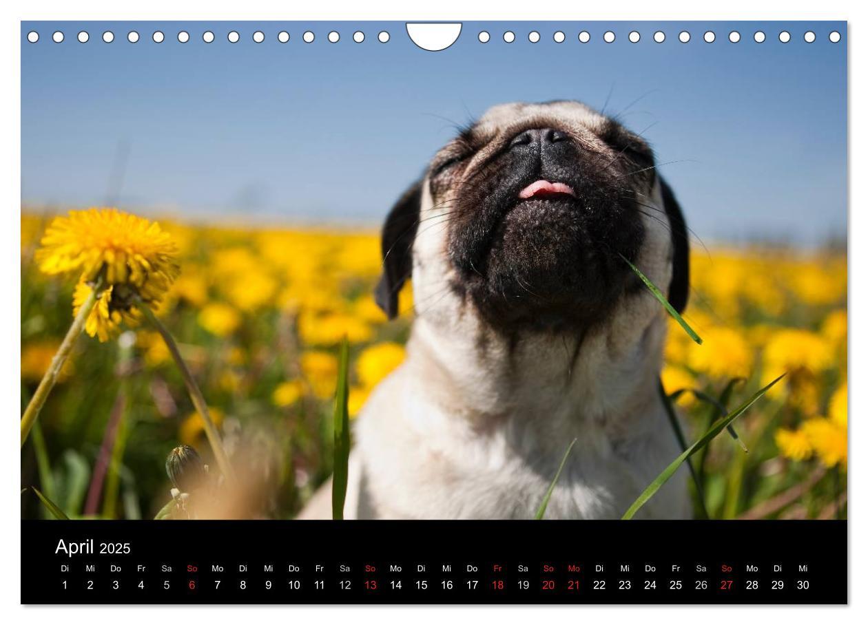 Bild: 9783435818198 | Mops 2025 (Wandkalender 2025 DIN A4 quer), CALVENDO Monatskalender