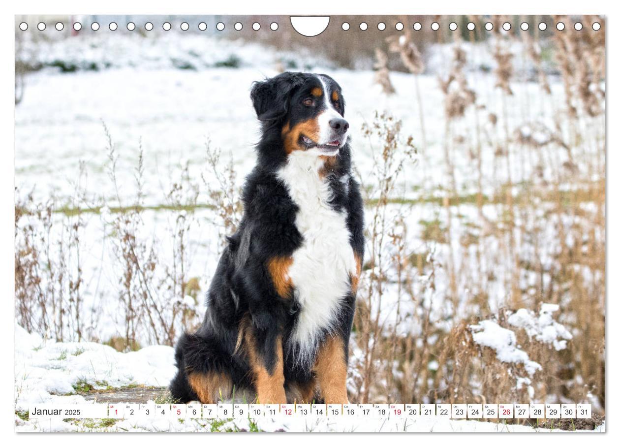 Bild: 9783435327522 | Berner Sennenhunde machen glücklich (Wandkalender 2025 DIN A4...