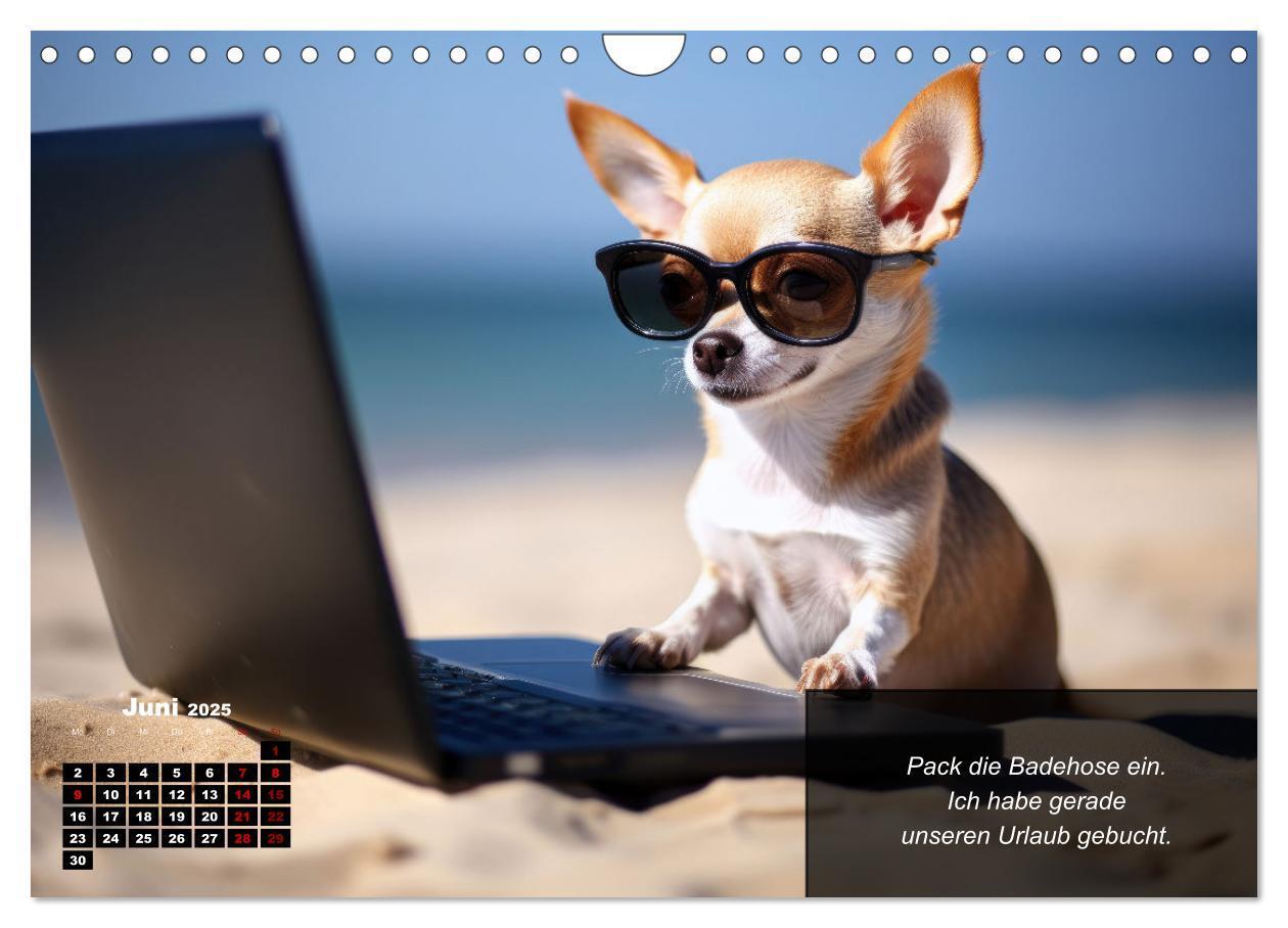 Bild: 9783457129388 | Lustige Chihuahua-Momente (Wandkalender 2025 DIN A4 quer), CALVENDO...