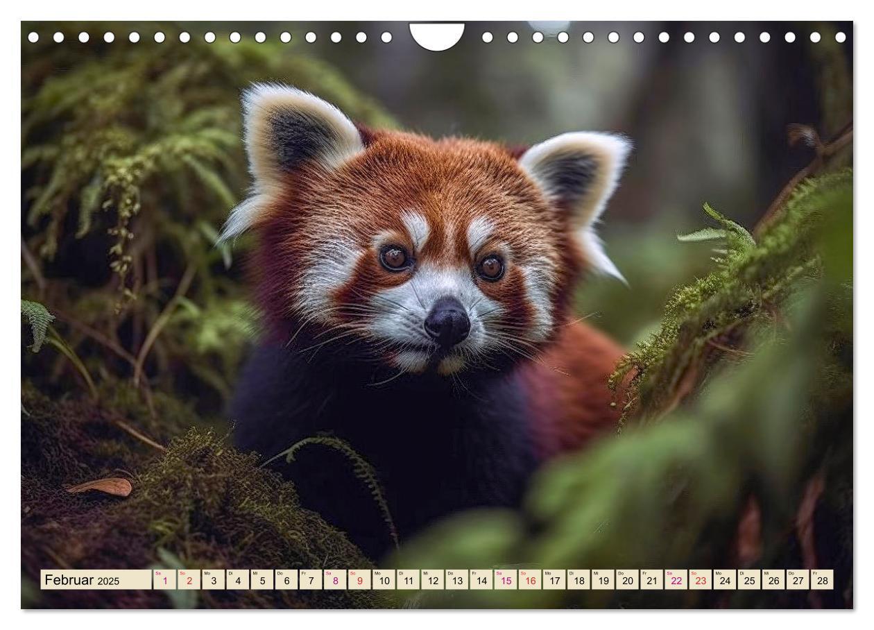 Bild: 9783383867200 | Roter Panda - gefährdeter Katzenbär (Wandkalender 2025 DIN A4...