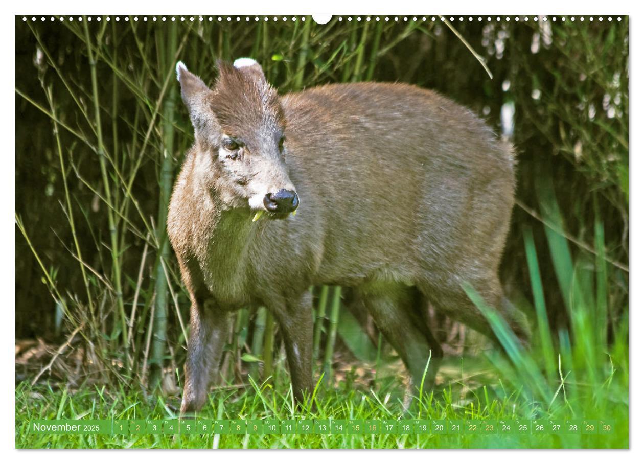 Bild: 9783457140444 | Leben im Dschungel: Der Regenwald ist ein Paradies für Tiere...