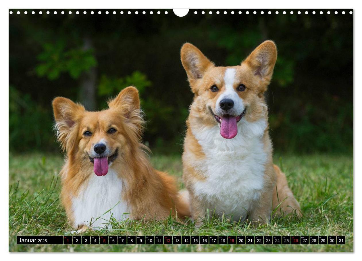 Bild: 9783435670734 | Welsh Corgi - Kobold auf 4 Pfoten (Wandkalender 2025 DIN A3 quer),...