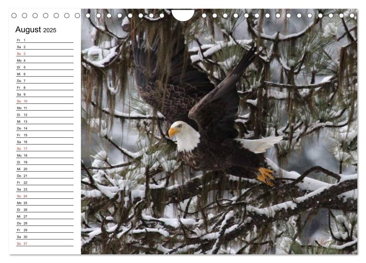 Bild: 9783435510337 | Weißkopfseeadler. Symbol der Freiheit (Wandkalender 2025 DIN A4...